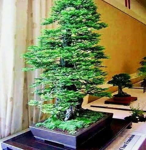 Amazon.com: 30 加州海岸紅木種子巨型紅杉盆栽: 露臺、草皮與花園