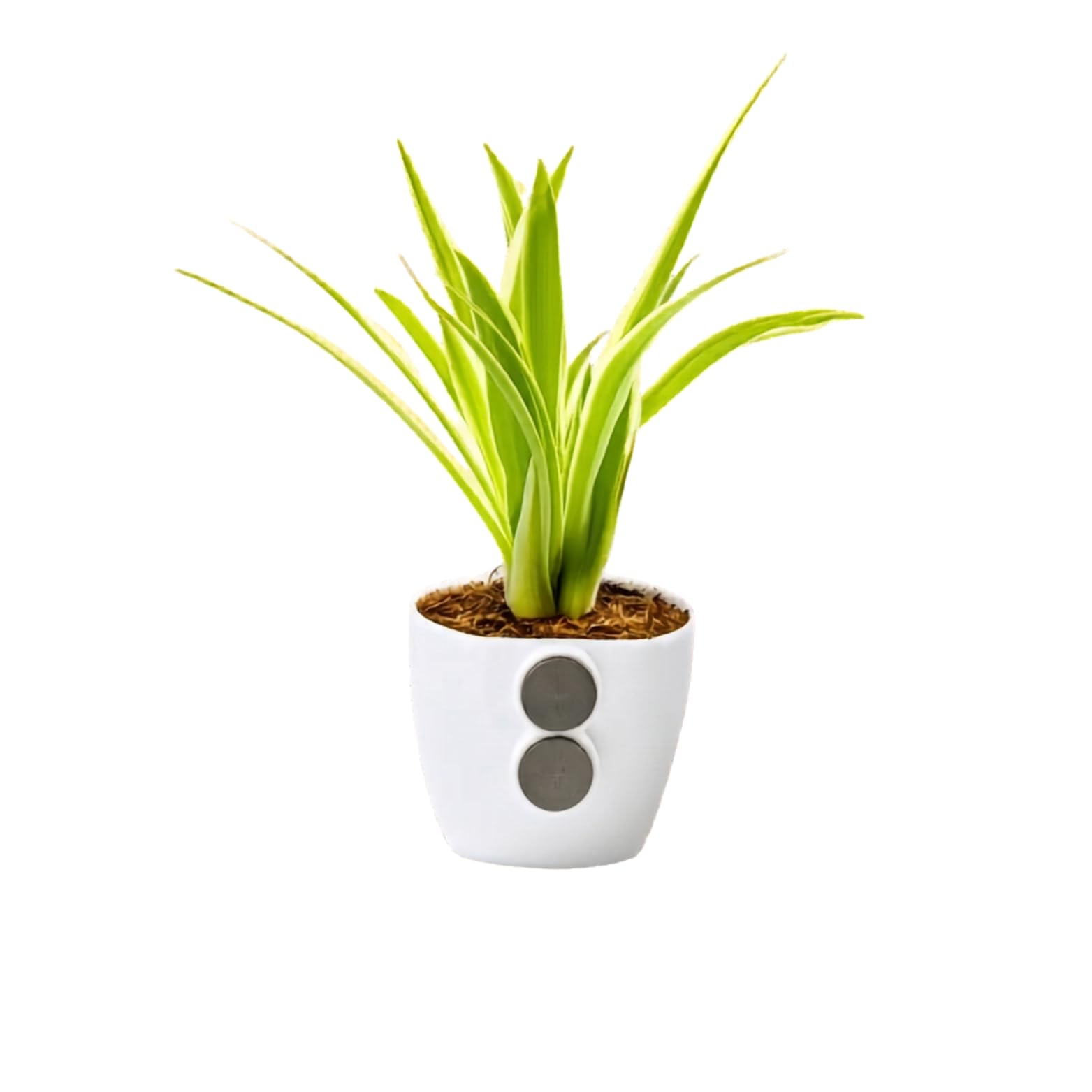 oneplant spider plant in white magnetic ceramic pot | air purifying indoor live plant | modern decorative planter with built-in magnet | home, office & desk decor | low maintenance houseplant