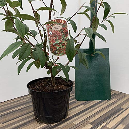 Cotoneaster Cornubia Supplied in a 3 Litre Pot