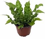 Crispy Wave Fern - 4