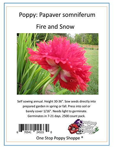 2500 Poppy Flower Seeds. Fire N Snow Papaver. One Stop Poppy Shoppe Brand.