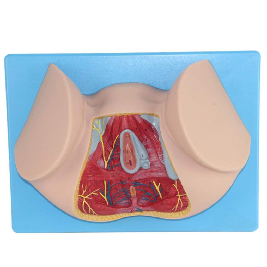 GTHTUHFD Human Female Perineal Anatomy Model Human Reproductive Model Medical Teaching Tool Toy,Medical Models & Educational Materials