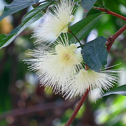 Haloppe 20 Unids Syzygium Jambos Flores Plantas Semillas para la Plantación de Jardín en el Hogar, Syzygium Jambos Semillas Semillas de Frutas Naturales para Exteriores Semillas