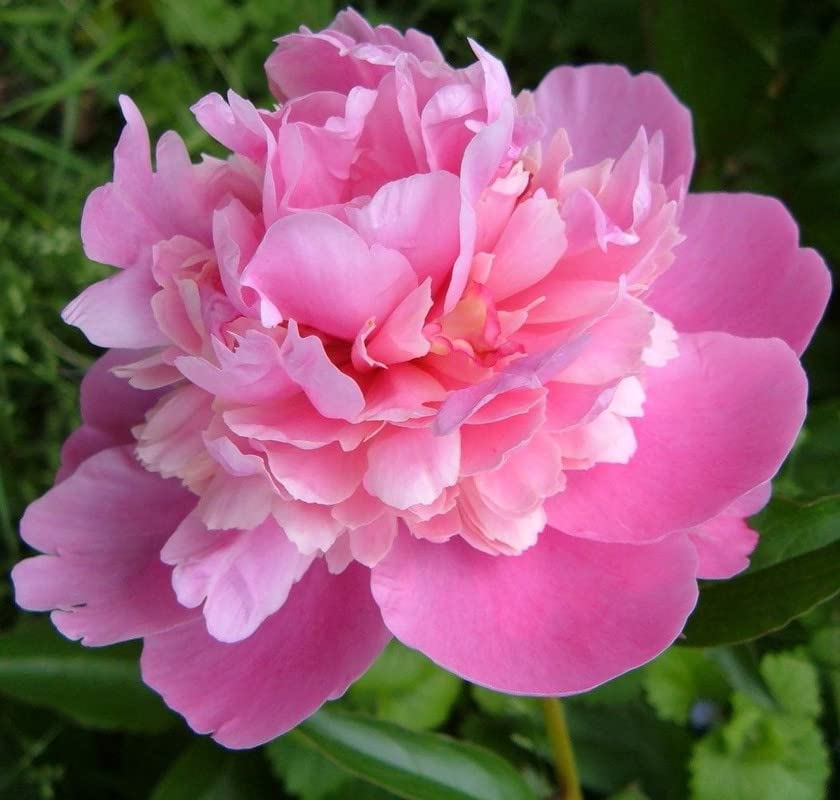 Radha Krishna Agriculture® Pink Color Peonies/Peony Aromatic Flower Bulbs For Gardening (Set Of 1 Bulb)-image-25