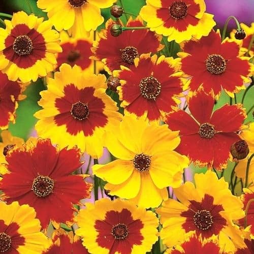 Coreopsis Tinctoria Mix Seeds (Annual/Perennial Flower Seeds)