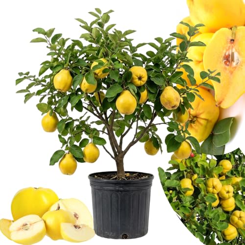 Quince Tree Live Plant 2–3 Feet Tall, Fruit Tree for Outdoor Garden or Backyard Growing, Edible Quince Fruit Plant