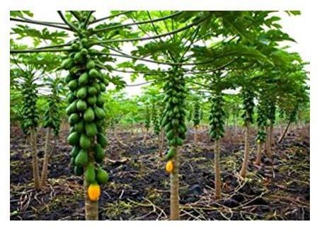 Paudha PAPAYA Fruit Pack of 50 PAPAYA Seeds