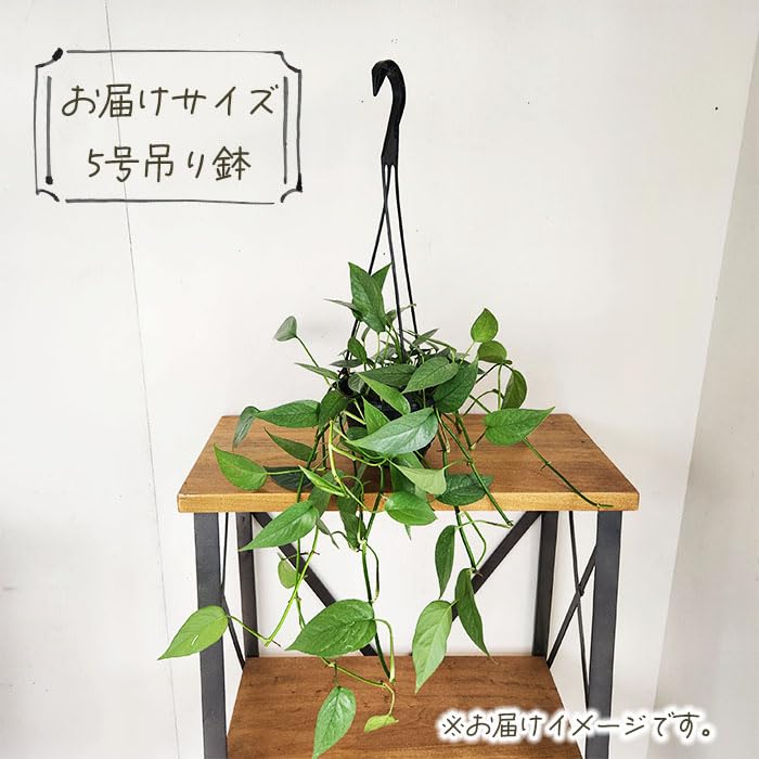 Amazon｜観葉植物 エピプレナム ピナツム セブブルー 5号 吊り鉢 吊り