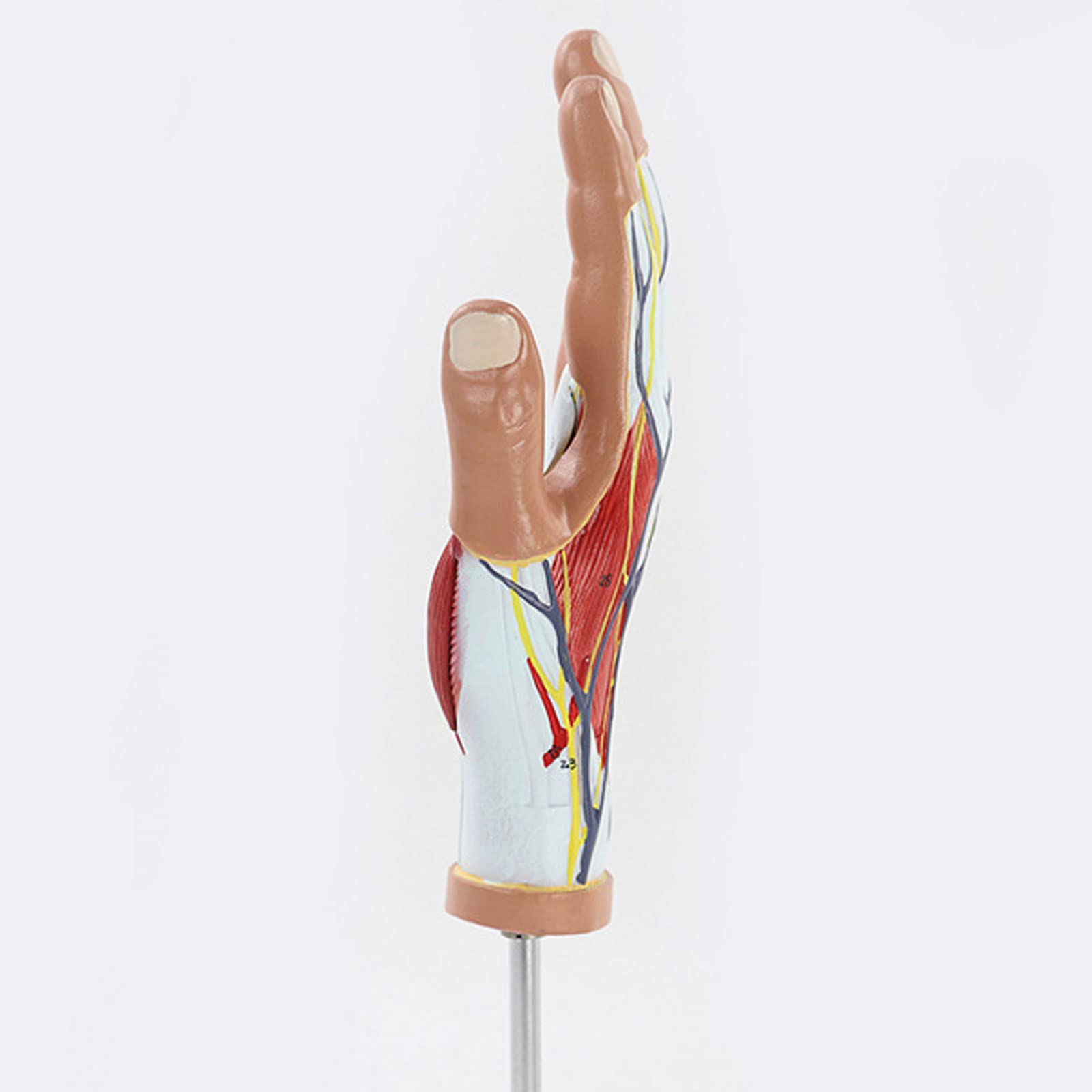 Naukowa anatomia 3D, Anatomiczny model mięśnia dłoni, Model dłoni i sieci neuronowej, Materiały dydaktyczne medyczne