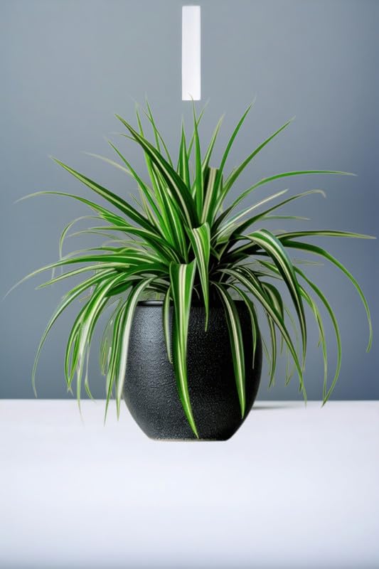 Indoor plants for gifting,(Chlorophytum Comosum) Spider plant (Pack of 2 With pot)-image-4