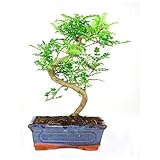 Bonsái Natural de Zanthoxylum Piperitum Árbol Nativo de Madagascar