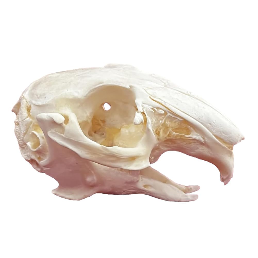 Crânes d'animaux Naturalisés – Spécimens Osseux Décoratifs pour Décoration d'Intérieur et Exposition Musée