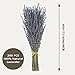 Dried Lavender 2 Bunches 100% Fresh Natural Purple Bouquet Flowers for Bathroom Photo Props Crafts Decoration, 15-17