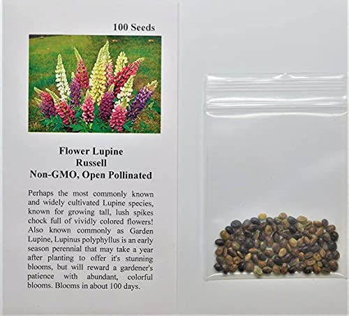 Flower Lupine Russell Fba-5544 (Multi) 100 Non-Gmo, Heirloom Seeds #TOP1