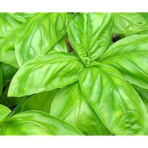 Genipap 20 Maslin Large Leaf Basil plant Seed