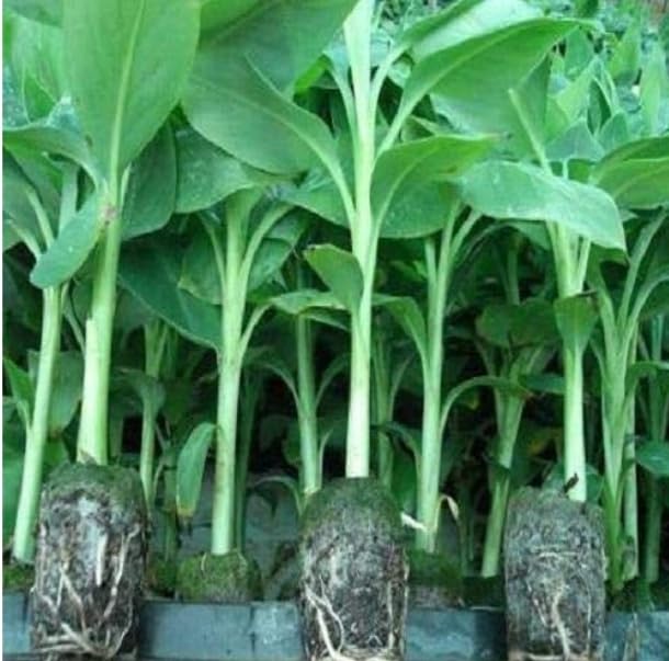 Chakla Special G9 Long Size Yellow Hybrid Banana Plant, Plant Hight 1-1.5 Feet, Pack Of 1 Helthy Plant, Packing Quality High Secure. (B0CK89QMW4) Amazon Price History, Amazon Price Tracker