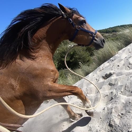 Couverture de Les vocaux d'Happiculture