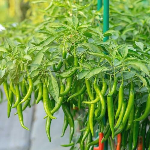Image of Green Chilli Live Plant with Pot | Spicy Mirchi Vegetable Plant for Kitchen Garden | Fast Growing Chilli Pepper Plant for Balcony, Terrace & Outdoor Gardening | Pack of 1