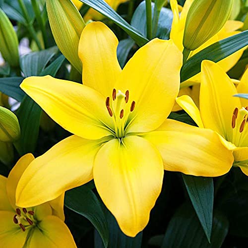 1x Bulbo lirio Bulbos de lilium Plantas decorativas exterior Lirios plantas bulbos Bulbo lilium Lirio asiático Nashville