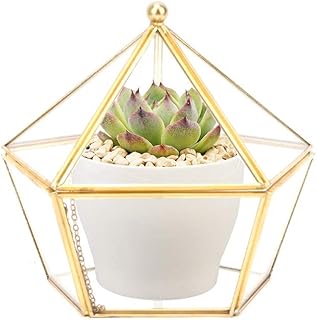 Box Terrario Geometrico Terrario Geometrico per Succulente con Copertura Superiore Ideale Come Centrotavola Perfetto per Bonsai E Piante Grasse