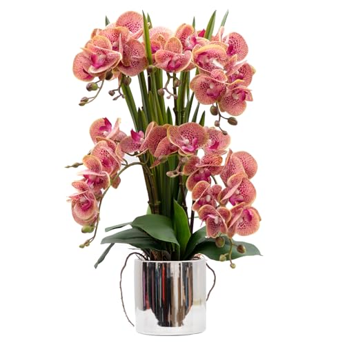CXGS Purple Dapple Phalaenopsis in Ceramic Vase