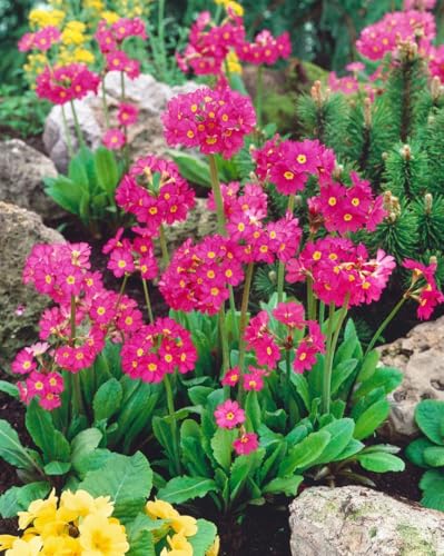Primula rosea 'Gigas' 9x9 cm Topf – Winterhart, Mehrjährig,...