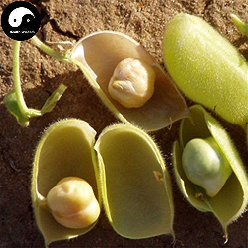 Buy Cicer Arietinum Beans Vegetable Seeds 120pcs Plant Chinese Chickpea King Beans