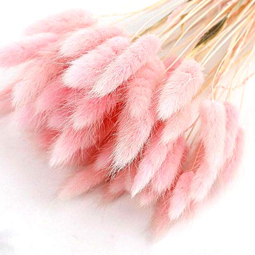 Décoration de la maison Lagurus Ovatus - Fleurs séchées - Véritable fleur éternelle séchée - Bouquet de fleurs - Accessoires de tir en matériau naturel - 50 pièces (rose clair) Cover