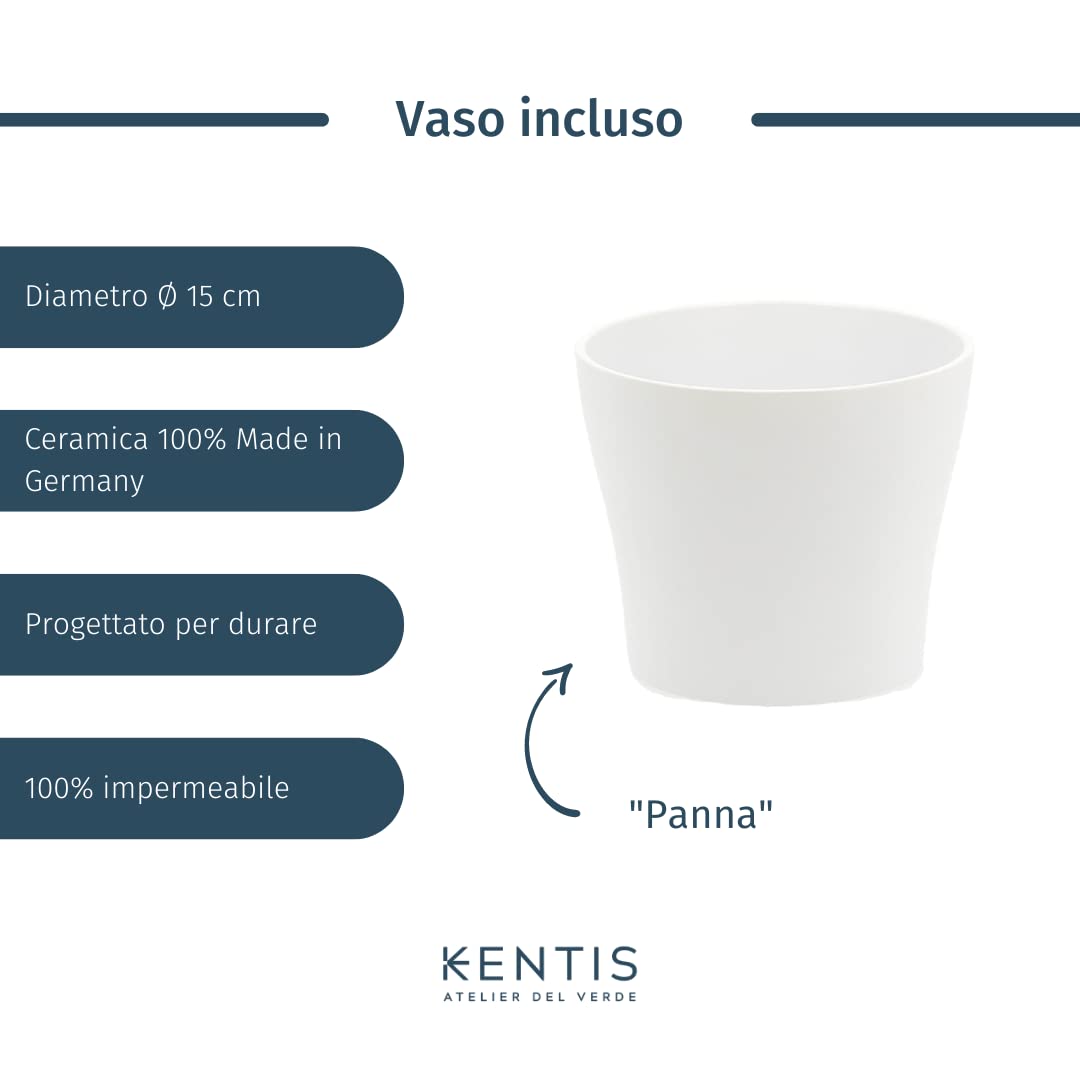 KENTIS - Aglaonema Pink Star - Piante da Interno Vere - Piante Purifica Aria da Appartamento - H 20-30 cm Vaso Ø 12 cm
