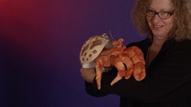 Amazon.com: Folkmanis Hermit Crab Hand Puppet, Orange; Cream