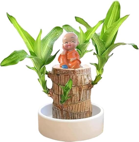 Lucky Brazil Wood Potted Plant with Buddha| Healthy Indoor Plant | Lucky Brazilian Wood Plant for Living Room Plant Enhance Your Indoor Space (Brazilian Lucky Bamboo With Buddha) (Pot Not Included) (B0DH8994ZH) Amazon Price History, Amazon Price Tracker