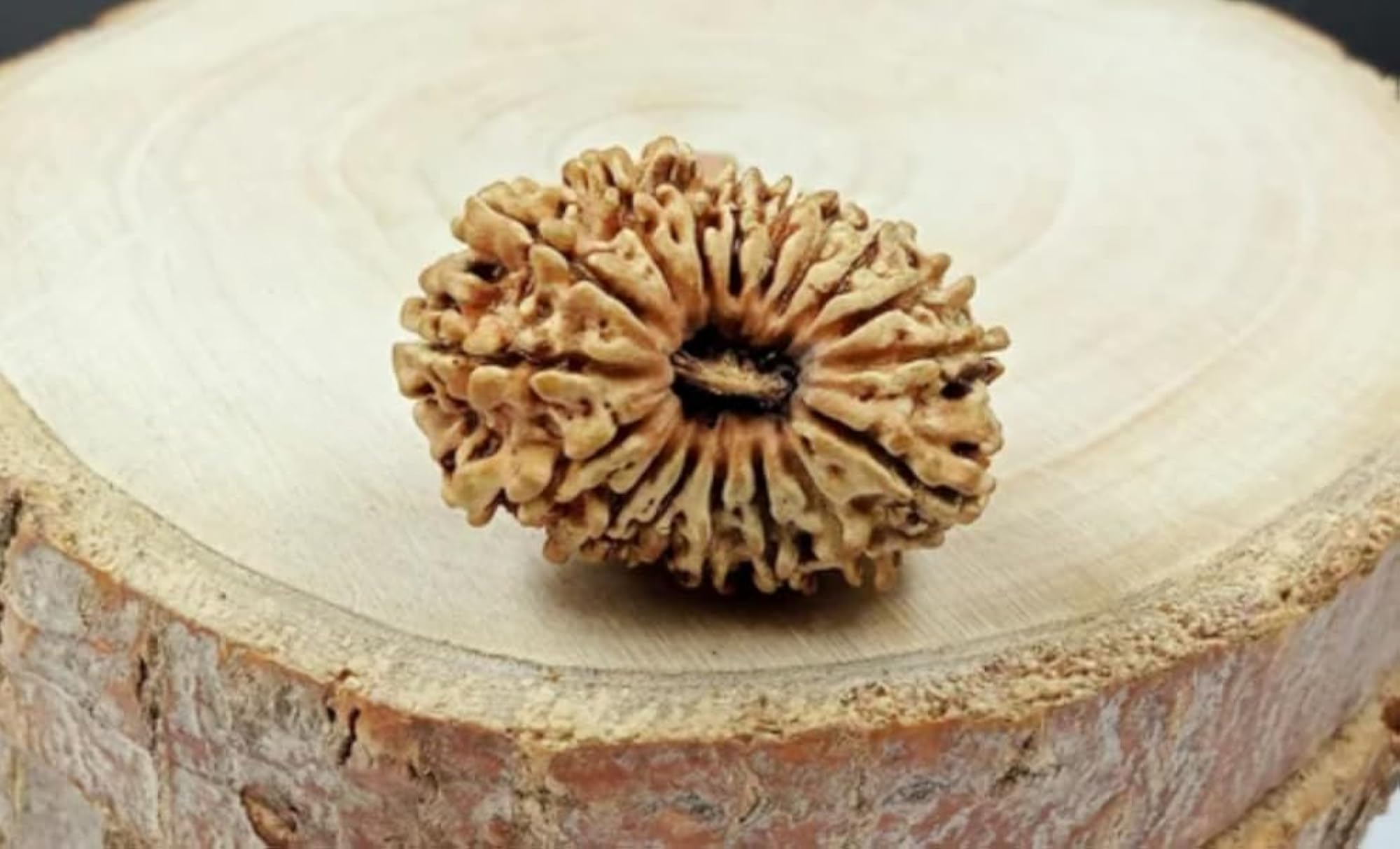Seventeen Face Rudraksha Bead, Original Lab Certified
