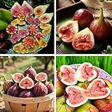 50 Figs Fruit Seeds for Planting, Sweet Fresh Ficus Fruit Seed, Non-GMO Heirloom Fig Seeds for Small Garden Border, Home Outdoor