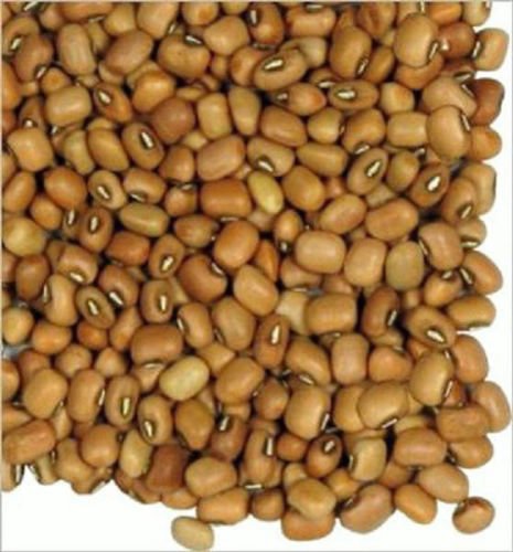 Miniatura 2 de CAJANUS CAJAN semilla de gándulas de guisantes de paloma frijoles comestibles exóticos gandul raro 50 SEMILLAS