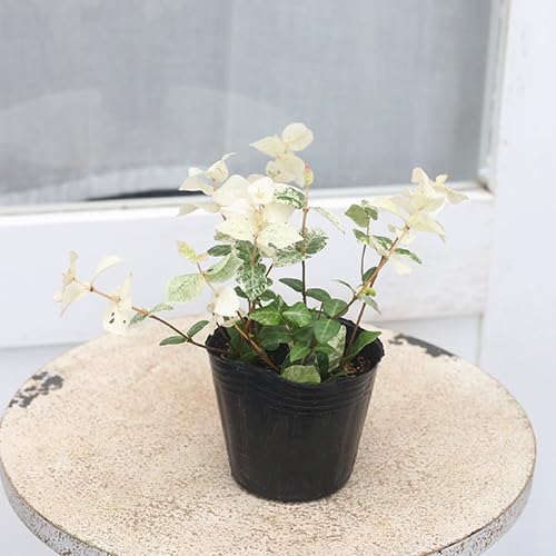 ハツユキカズラ！長さ0.2〜0.35！35ポット ハツユキカズラ！長さ0.2〜0.35！35ポット