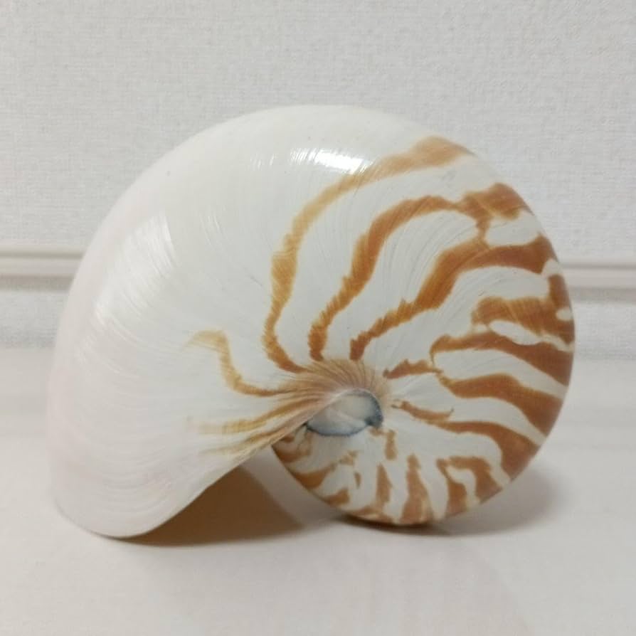 貝殻　オウムガイ　パール　インテリア　標本　置物　オウム貝　巻貝 オウム貝 オウムガイ 貝殻 置物 昆虫 用品 パール 標本