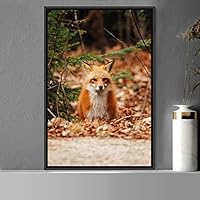 Framed Canvas Wall Art Red Fox Animals Contemporary Expressive Fox Living Room Multicolor Photography - 16x24 inches