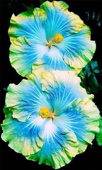 THE GREEN DOTCOM HIBSCUS FLOWER PLANT MIXED COLOR (BLUE & YELLOW COMBINATION) (B0BF9WWDSY) Amazon Price History, Amazon Price Tracker