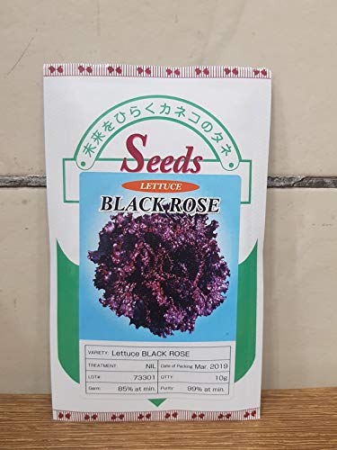Gennex Seeds Lettuce Black Rose 10 gm Pack For Professional Farmers