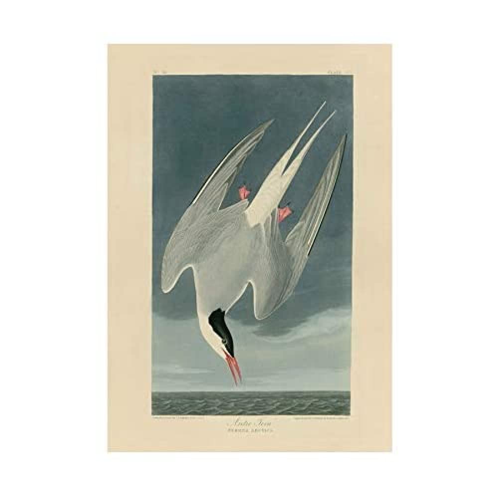 Wee Blue Coo Painting Book Page Birds America Audubon Arctic Tern Wall Art Print