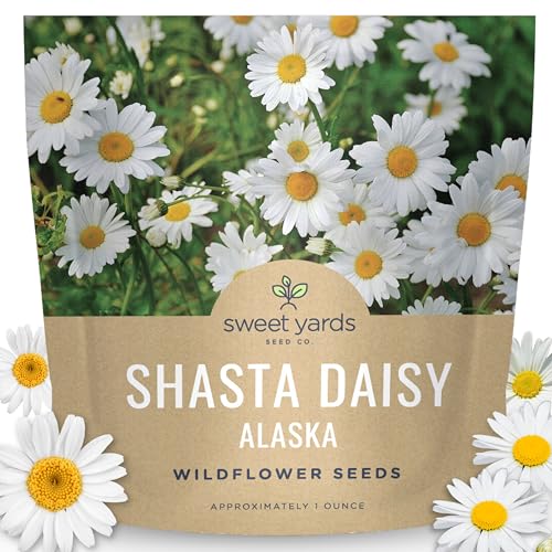 Shasta Daisy Alaska - Large 1 Ounce Packet - 20,000 Flower Seeds for Planting - Leucanthemum × superbum