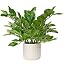Faux Plants With Ceramic Pot