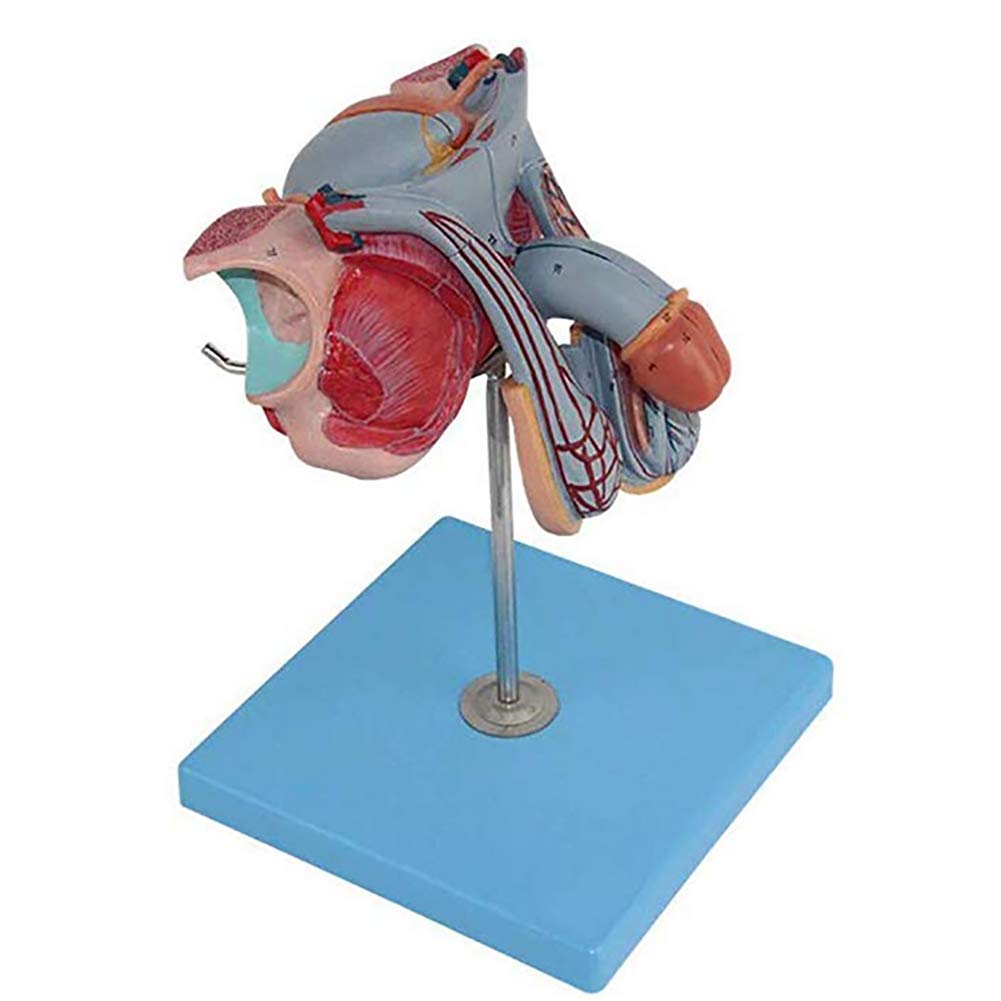 Buy Human Anatomical Model Male Internal And External Reproductive