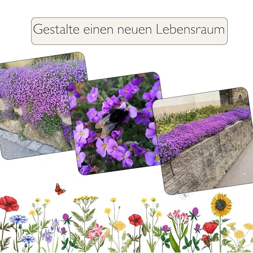 Blaukissen Samen 500 Stück, lat. Aubrieta mehrjähriger & winterharter Bodendecker für den Steingarten & Mauer - Saatgut