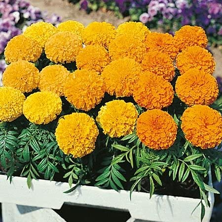 See full amazon price history chart for Marigold Hazara Flower Seeds (Pack of 100 Flower Seeds) Marigold Hazara Flower Seeds (Pack of 100 Flower Seeds) (B09F3L9B5R) Amazon Price History, Amazon Price Tracker