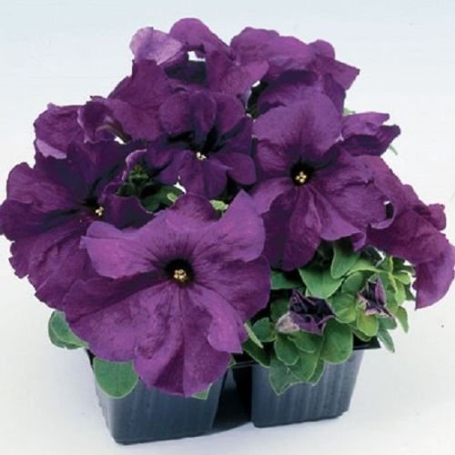 50 pellettato Pétunia Semi Limbo Viola pétunia Semi