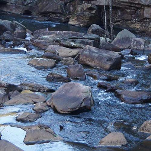 『Buck's Brain』のカバーアート