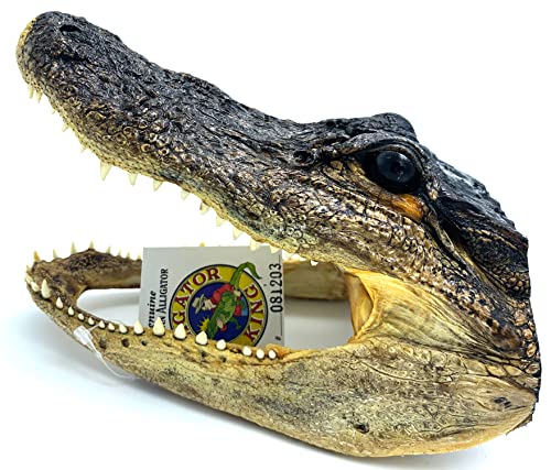 Genuine Alligator Head 6-7 Gator Individual Tagged Louisiana New Orleans Bayou Swamp