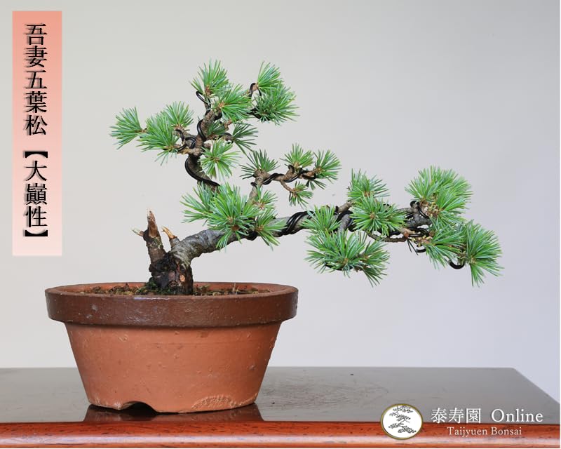 小品盆栽五葉松 小品盆栽：五葉松(瀬戸焼小鉢)*受け皿付き 鉢植え祝い ギフト