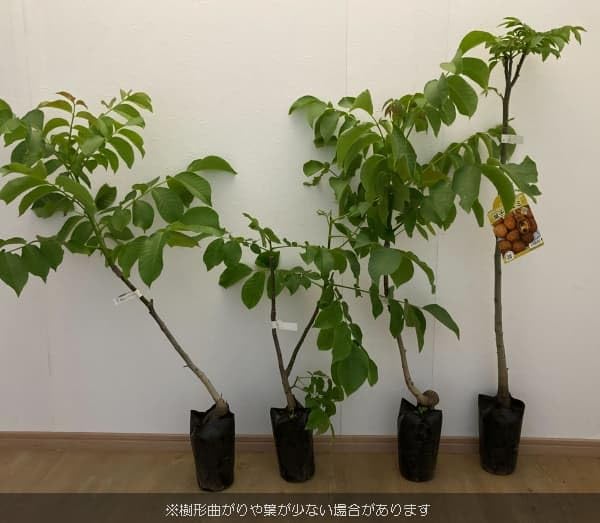 信濃クルミ　３年以上。1苗 信濃クルミ 3年以上。1苗